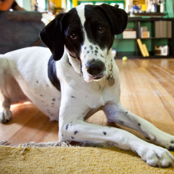 DogWatch of Greater Baltimore, Cockeysville, Maryland | Indoor Pet Boundaries Contact Us Image