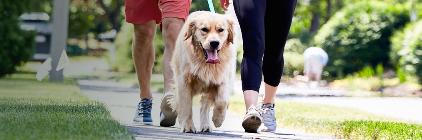 DogWatch of Greater Baltimore, Cockeysville, Maryland | SideWalker Leash Trainer Slider Image