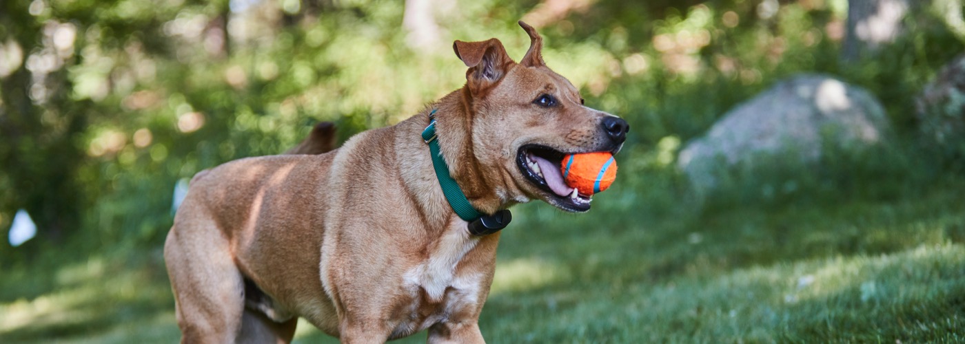 DogWatch of Greater Baltimore, Cockeysville, Maryland | ProFenceX Slider Image